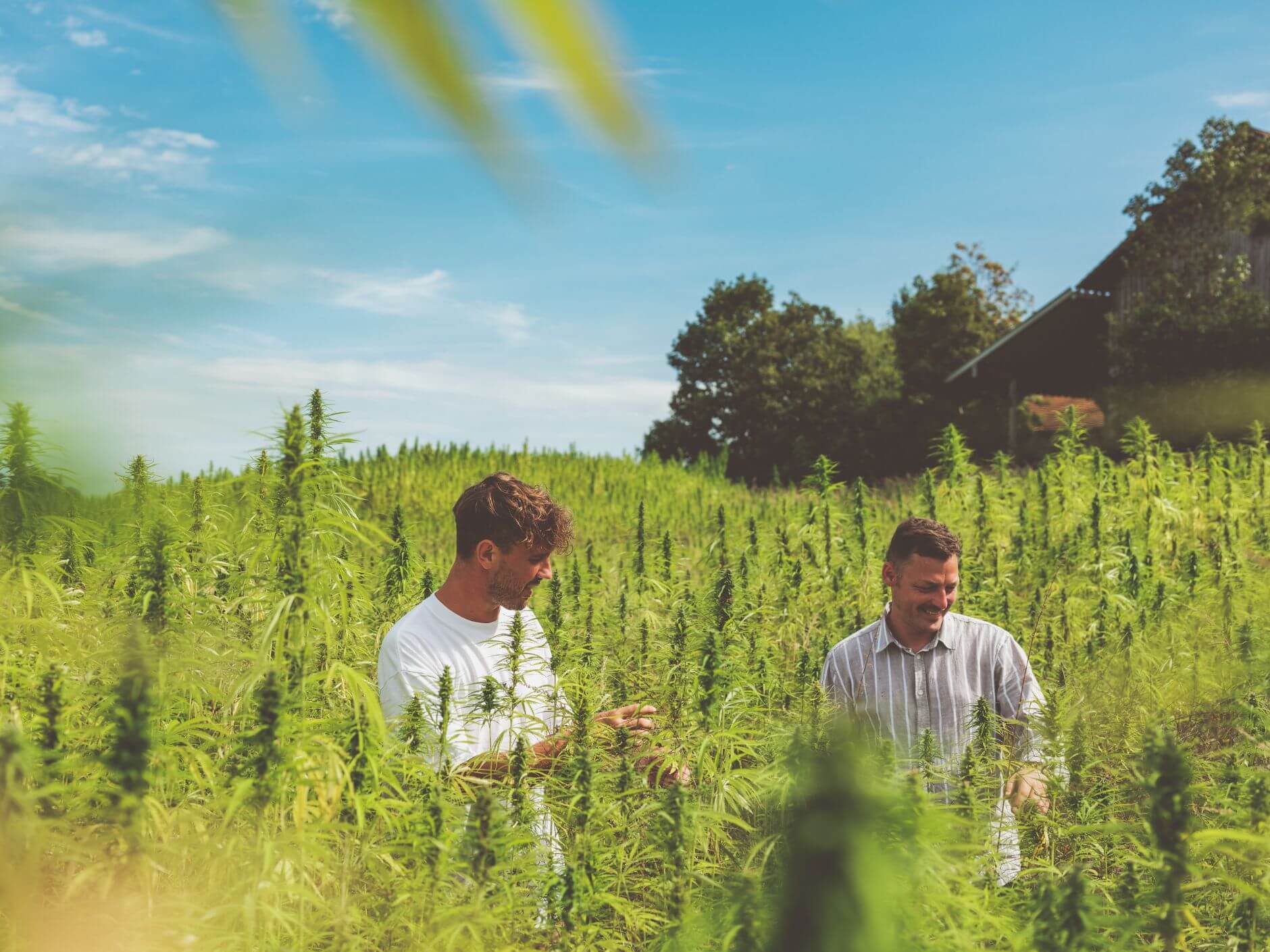 Daniel und Wolfgang stehen in der Hanf-Plantage bei blauem Himmel und Sonnenschein