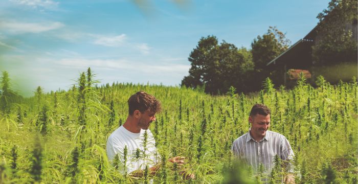 Die Gründer von limewood stehen in der Hanf-Plantage bei blauem Himmel und Sonnenschein