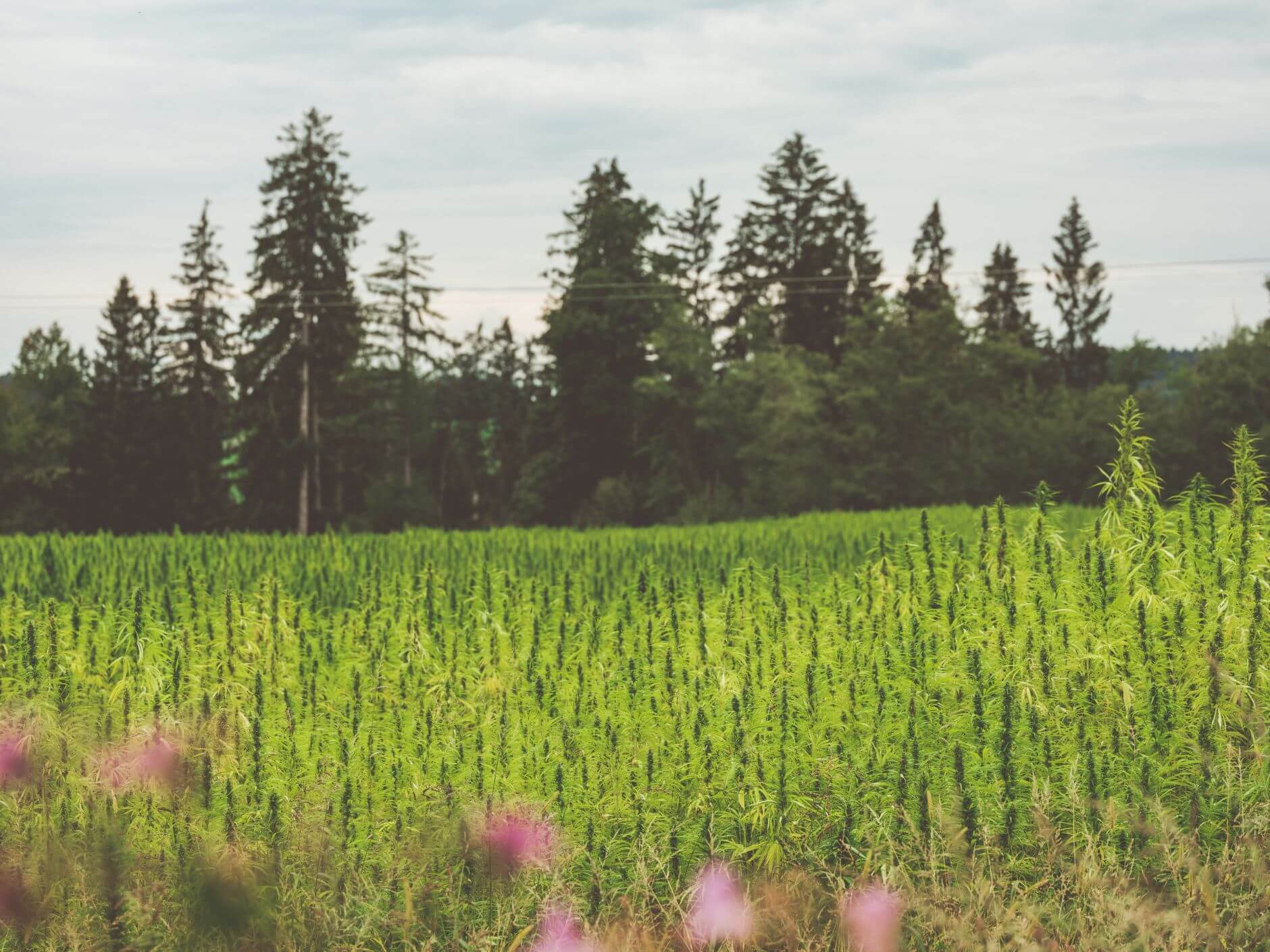 Hanfplantage mit Nadelwald im Hintergrund